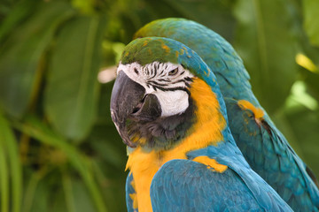 Two brightly colored blue, yellow and green parrots sitting beside each other.