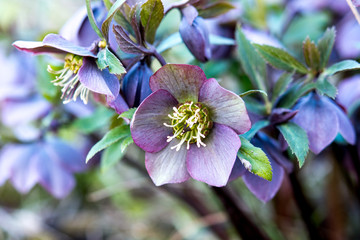 flowers of red hellebore, Helleborus purpurascens, Ukraine.