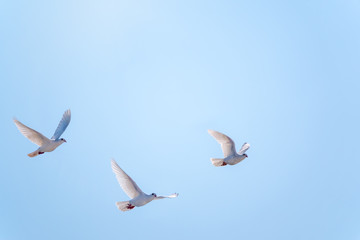 Three white doves fly in a clear blue sky.