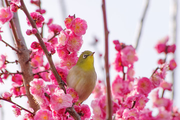 紅梅とメジロ