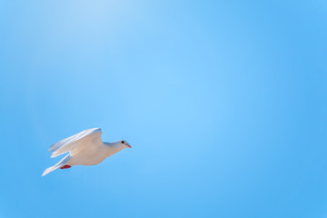 White dove fly in a clear blue sky.