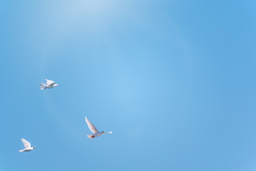 Three white doves fly in a clear blue sky.