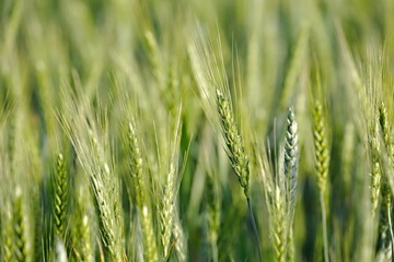 Wheat plants on an agricultural field