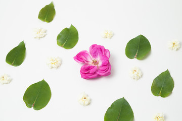 pink rose surrounded by green leaves and small white flowers - natural floral pattern -eucalyptus leaves