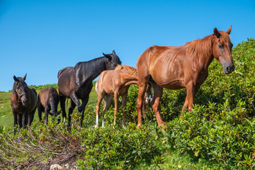 Naklejka premium Brown horses graze in the mountains.