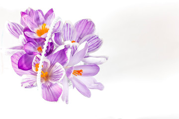 A bouquet of purple Crocus flowers on a white background