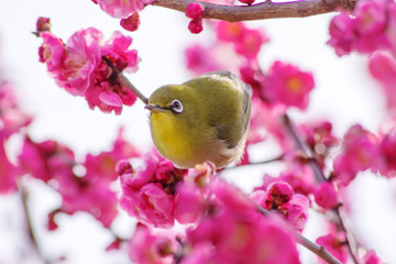 紅梅とメジロ