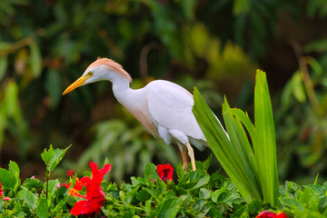 White cattle egret hunting for food.