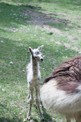 Llamas
