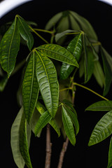 green leaves of a tree