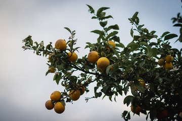 bitter orange tree laden with fruits and flowers, against a blurred background.