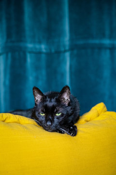 Chat Noir Images Browse 1 043 Stock Photos Vectors And Video Adobe Stock