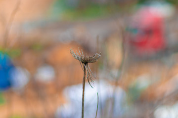 Daucus Carota maximus flower dry, blurred background.