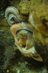 pieuvre sur un rocher, en aquarium