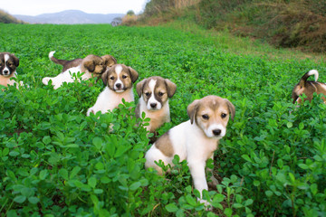 Cute puppies sitting in the green grass. Happy puppies in the middle of remarkable nature.