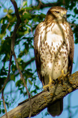 Red-Tailed Hawk - Buteo jamaicensis - Light Adult 1st Year Juvenile. Turtle River State Park, North Dakota. #2
