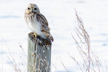 Short-eared Owl - Asio flammeus, perched at a wildlife refuge. Kelly's Slough, North Dakota #10