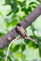 Eastern Phoebe - Sayornis phoebe, photographed at Island Lake, Minnesota. 