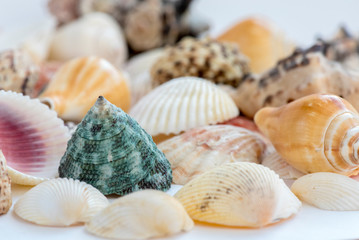 A heap of seashells on the plain white surface