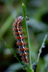 Catepillar drinking from a water droplet, photographed at Turtle River State Park, North Dakota. 