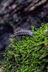 Trilobite Beetle climbing a bed of moss, photographed at Turtle River State Park, North Dakota. 