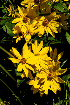 Tickseed-Sunflower - Bidens aristosa, photographed at Turtle River State Park, North Dakota. 
