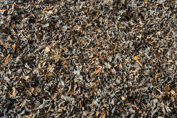 Background. Shredded leafy black tea.