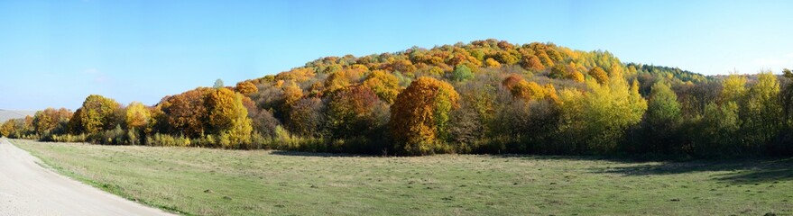 autumn forest in the panorama