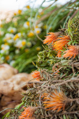 detail of chuquiragua flowers in ecuadorian market