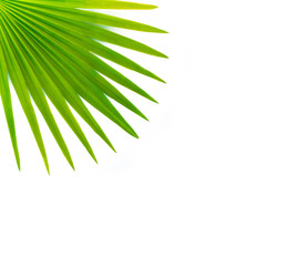 Palm leaf isolated on white.