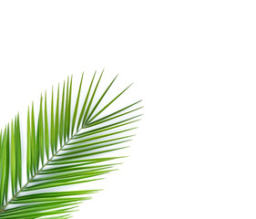 Fototapeta premium Palm leaf isolated on white.