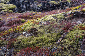 Lichen and moss make for colorful ground cover on the iceland coast