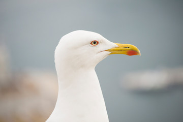 Gaviota