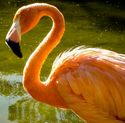 Beautiful Orange Flamingo Bird