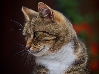 Tabby Cat