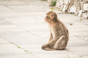 Bebé mono de Gibraltar