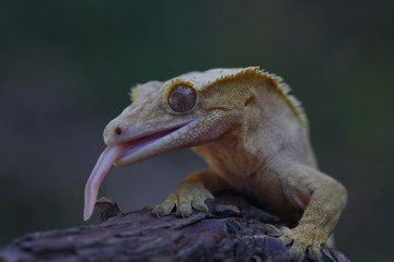 closeup of lizard