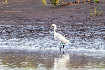 Snowy Egret Aigrette neigeuse
