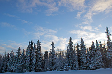 Fototapeta na wymiar Snowy scene in Alaska