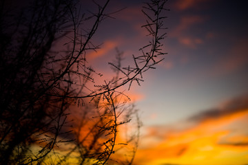 Mezquite en atardecer