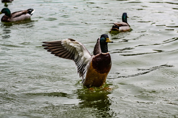 ducks on the lake
