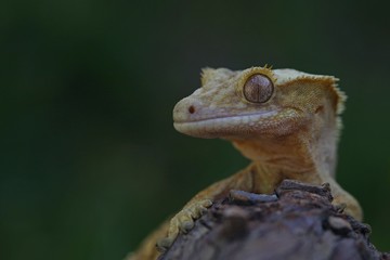 frog on leaf
