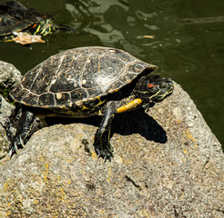 A turtle on a rock in a pond