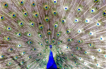 Peacock With Wing Span