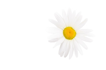 White daisy on white background isolated close-up. White camomiles lying on a white background. Concept of summer and spa treatments. Flat lay composition. Copy space for text.