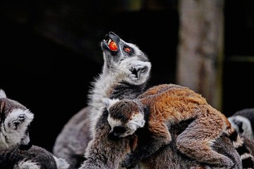 ring tailed lemur