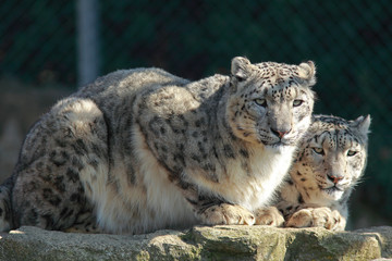 Faune