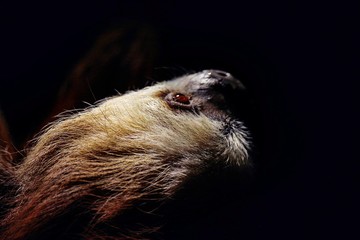 Bradipo on black background