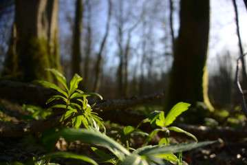 Frühlingswald