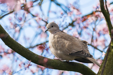 Eurasian collared dove Streptopelia decaocto nesting in a tree